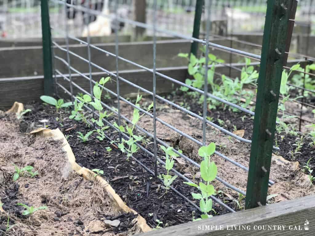 young pea plants in a garden next to fencing housed between two garden stakes