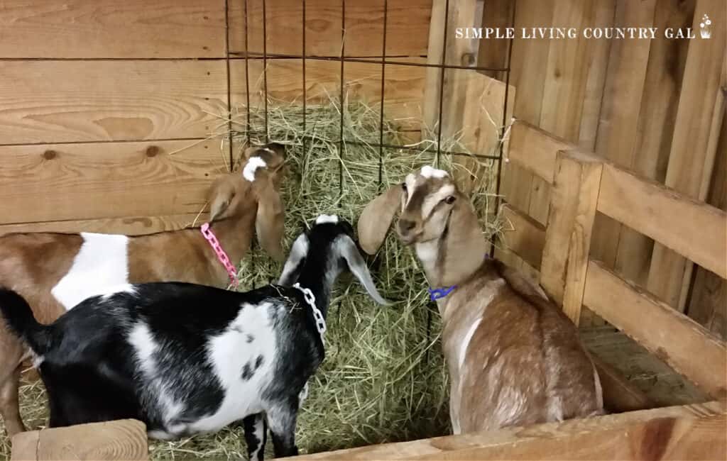 2 brown and one black goat eating hay out of a metal hay feeder in a barn