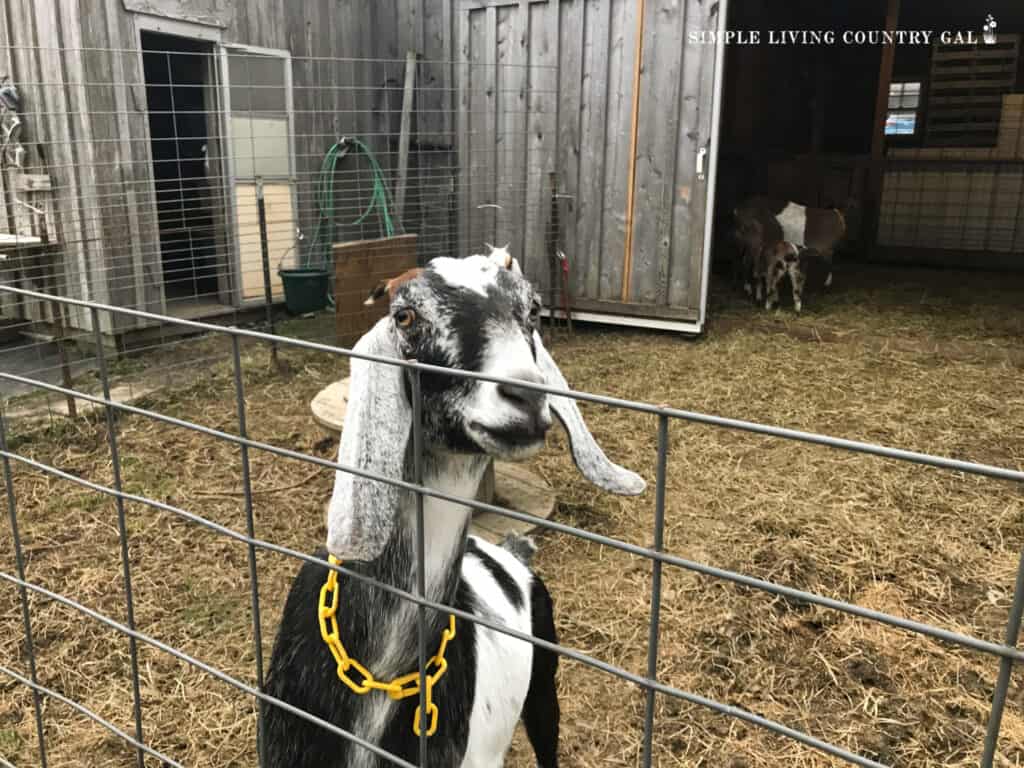 A black and white goat behind a fence in a pen