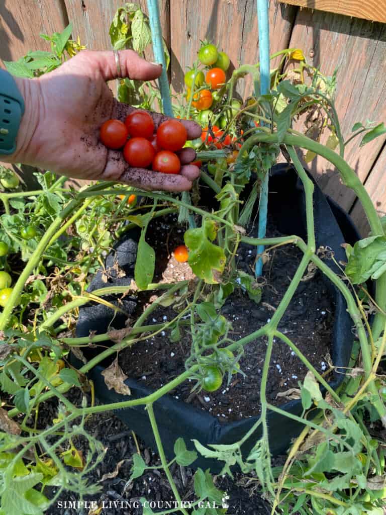 A hand holding cherry tomatoes on a plant growing in a container