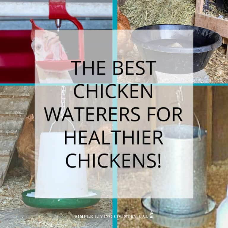 best chicken watering system