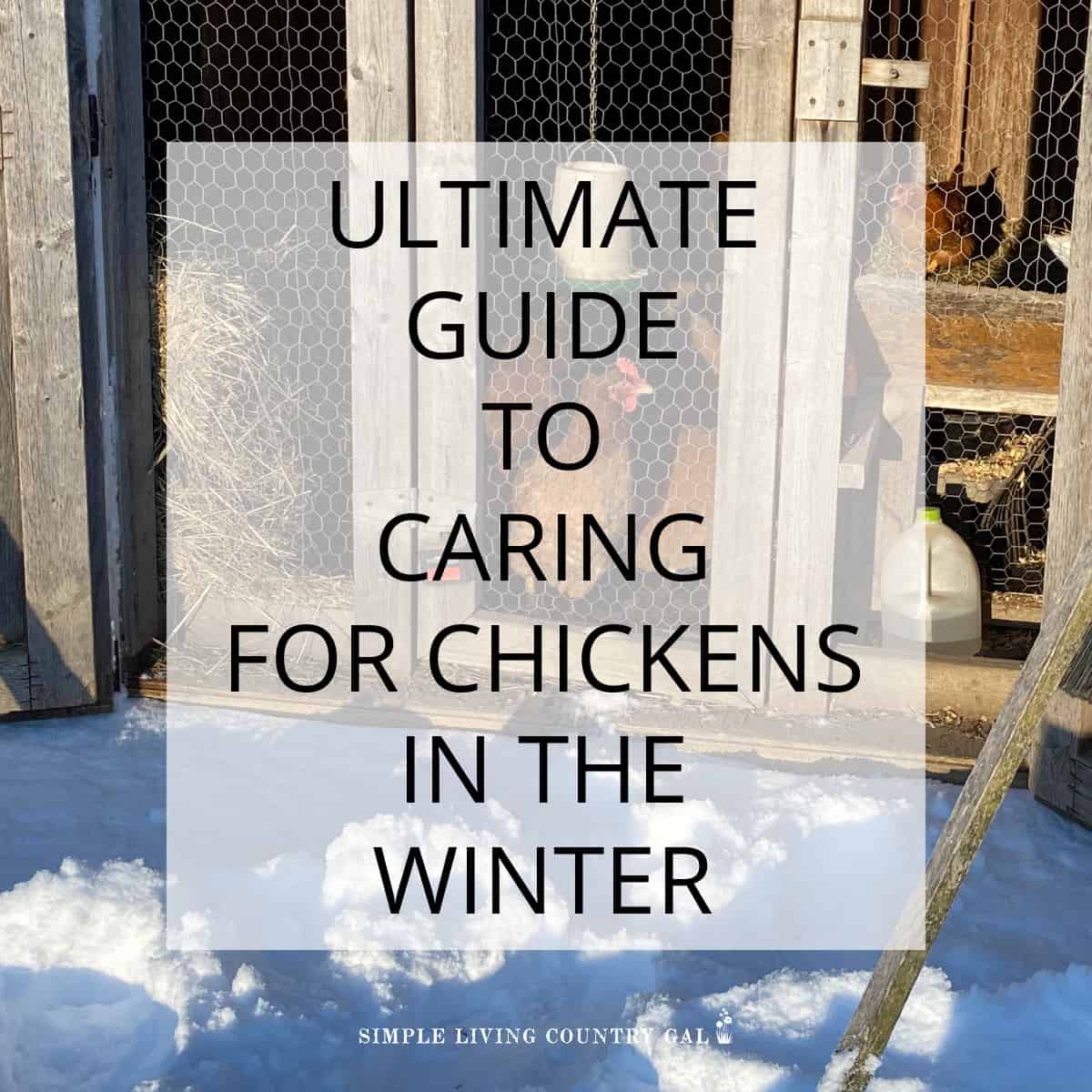 caring for chickens in the winter Simple Living Country Gal