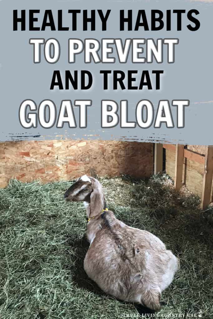 how to treat bloat in goats