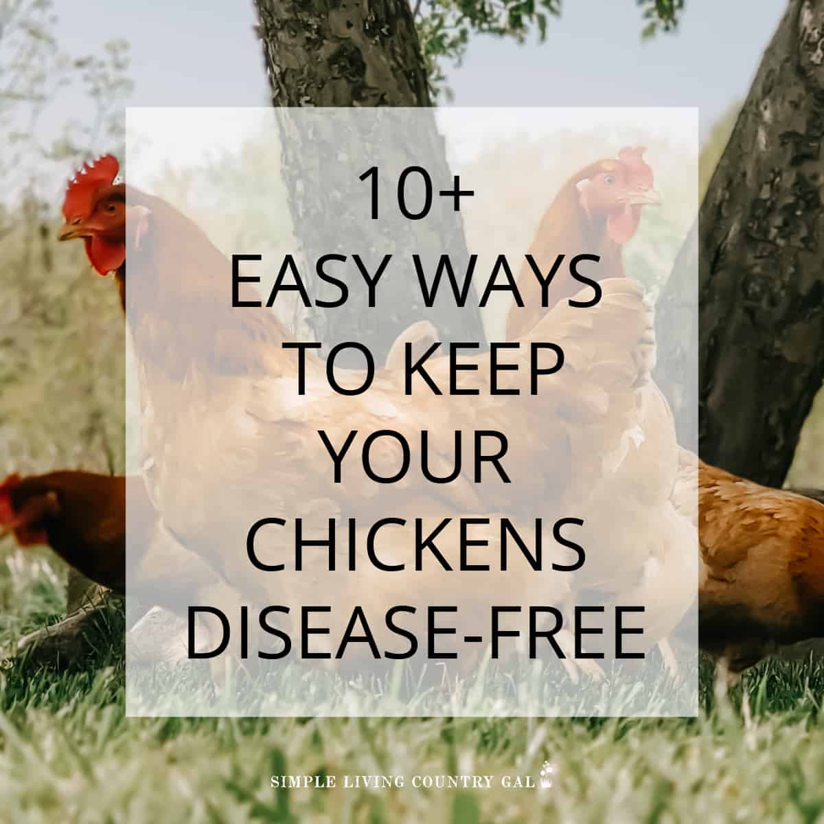 how to keep chickens disease free Simple Living Country Gal