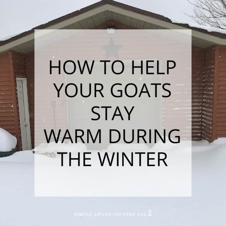 How to keep goats warm in the winter