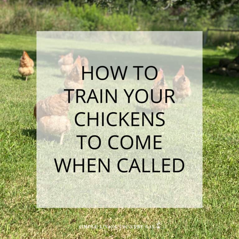 how to train chickens