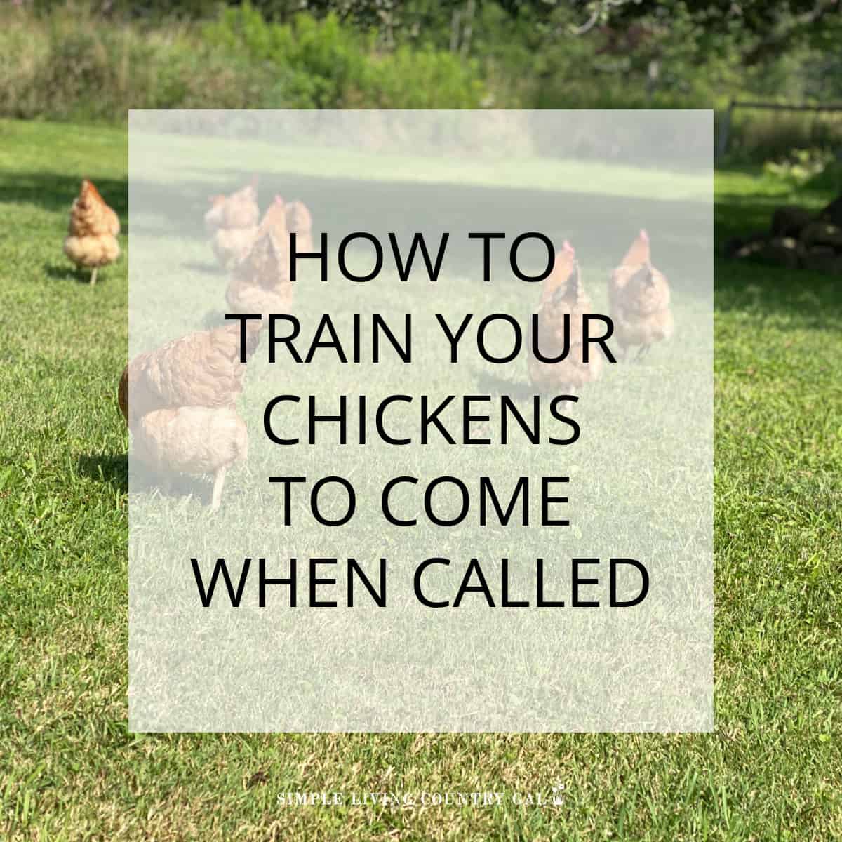 how to train chickens Simple Living Country Gal