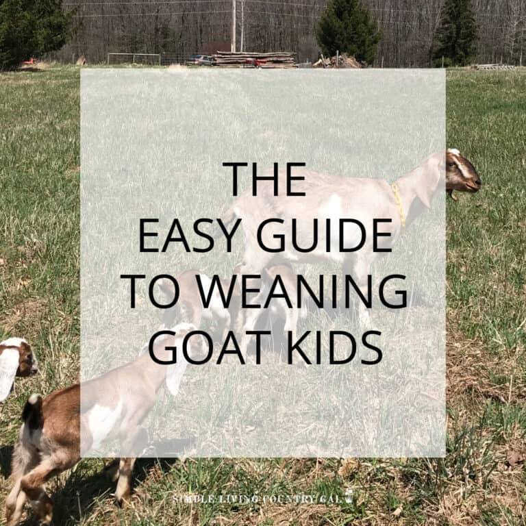 When and How to Wean Goat Kids