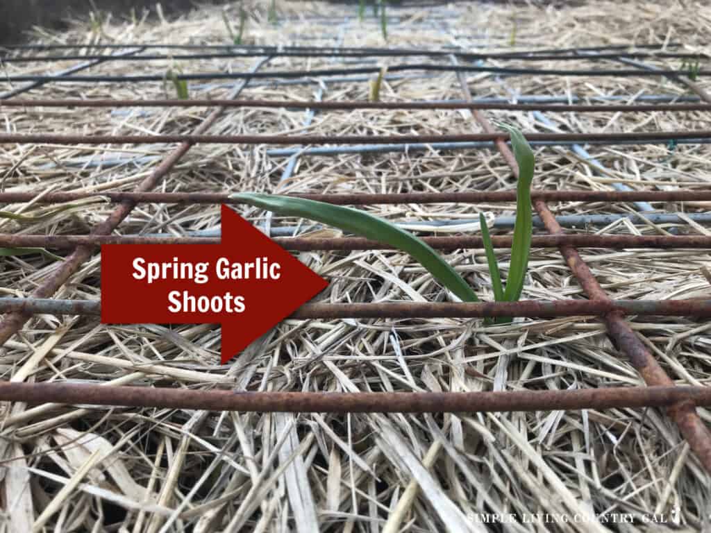 spring garlic shoots emerging from straw cover beds