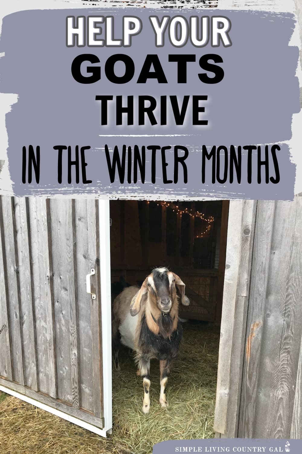 How to keep goats warm in the winter Simple Living Country Gal