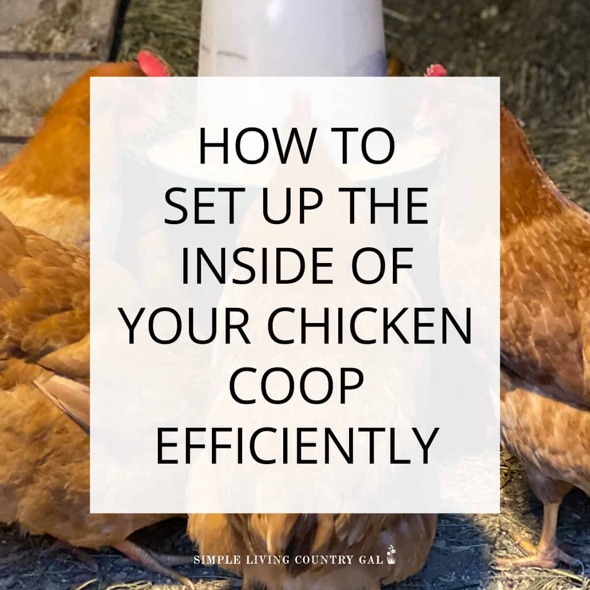 inside chicken coop layout
