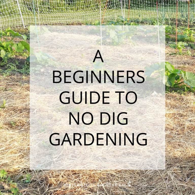 no dig gardening