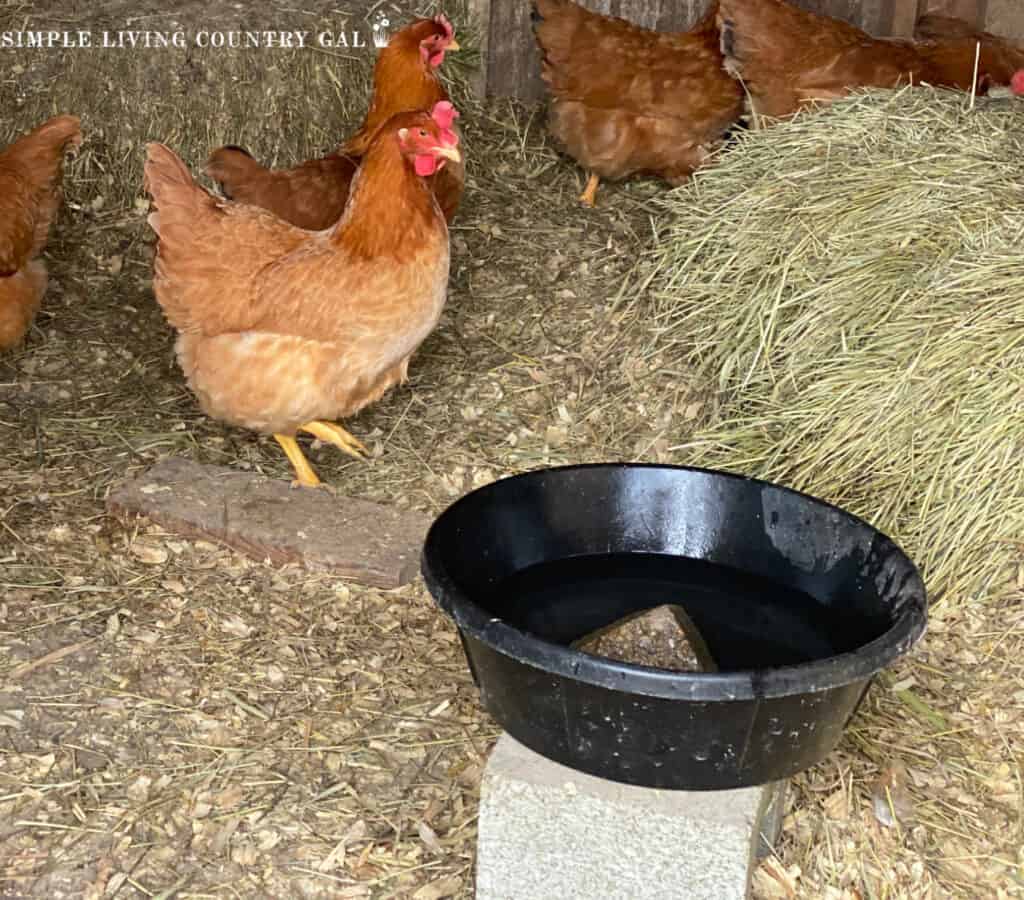 Tan and gold chickens in a coop with a hay bale and watering bowl in the front