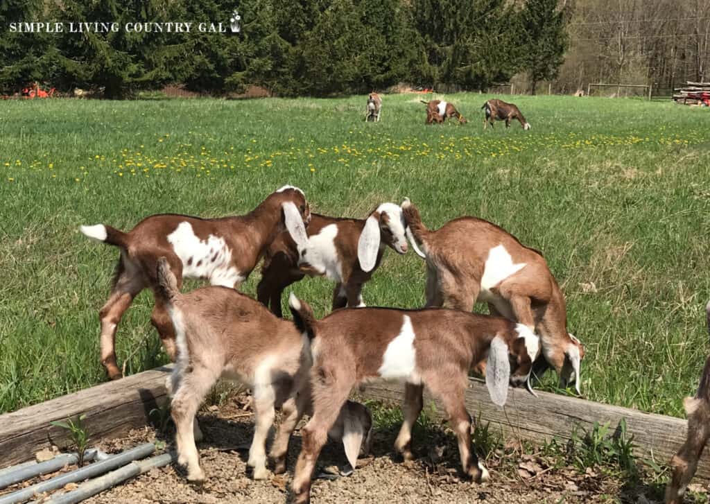 YOUNG GOATS PLAYING IN THE FRONT OF A PASTURE