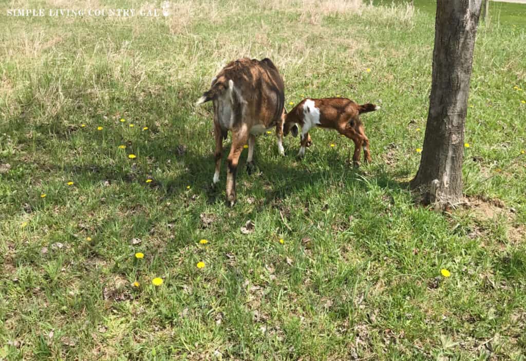 a brown goat mom with her young kid under a tree