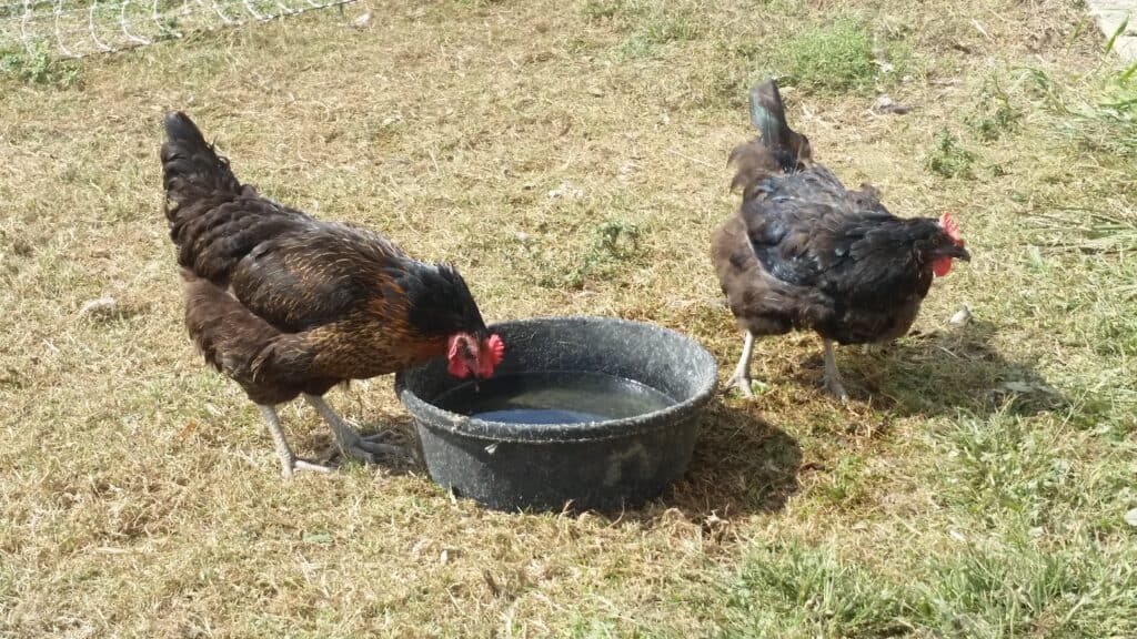 a chicken drinking water out a black bowl in a field