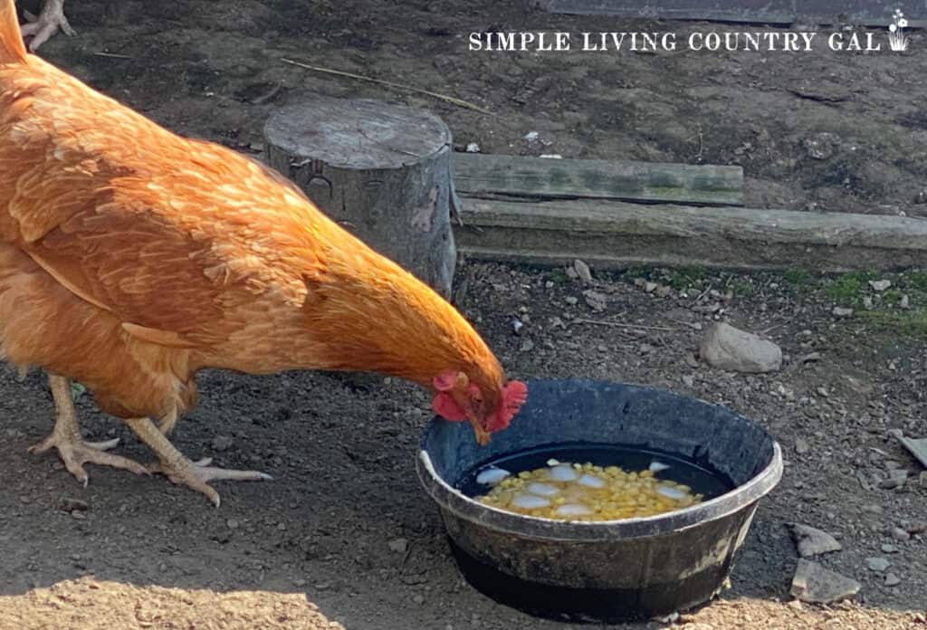 a chicken eating corn and ice on a hot summer day