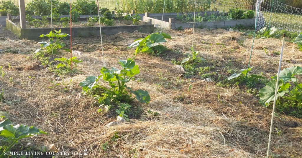 a close up of a zucchini plant in a no dig style garden