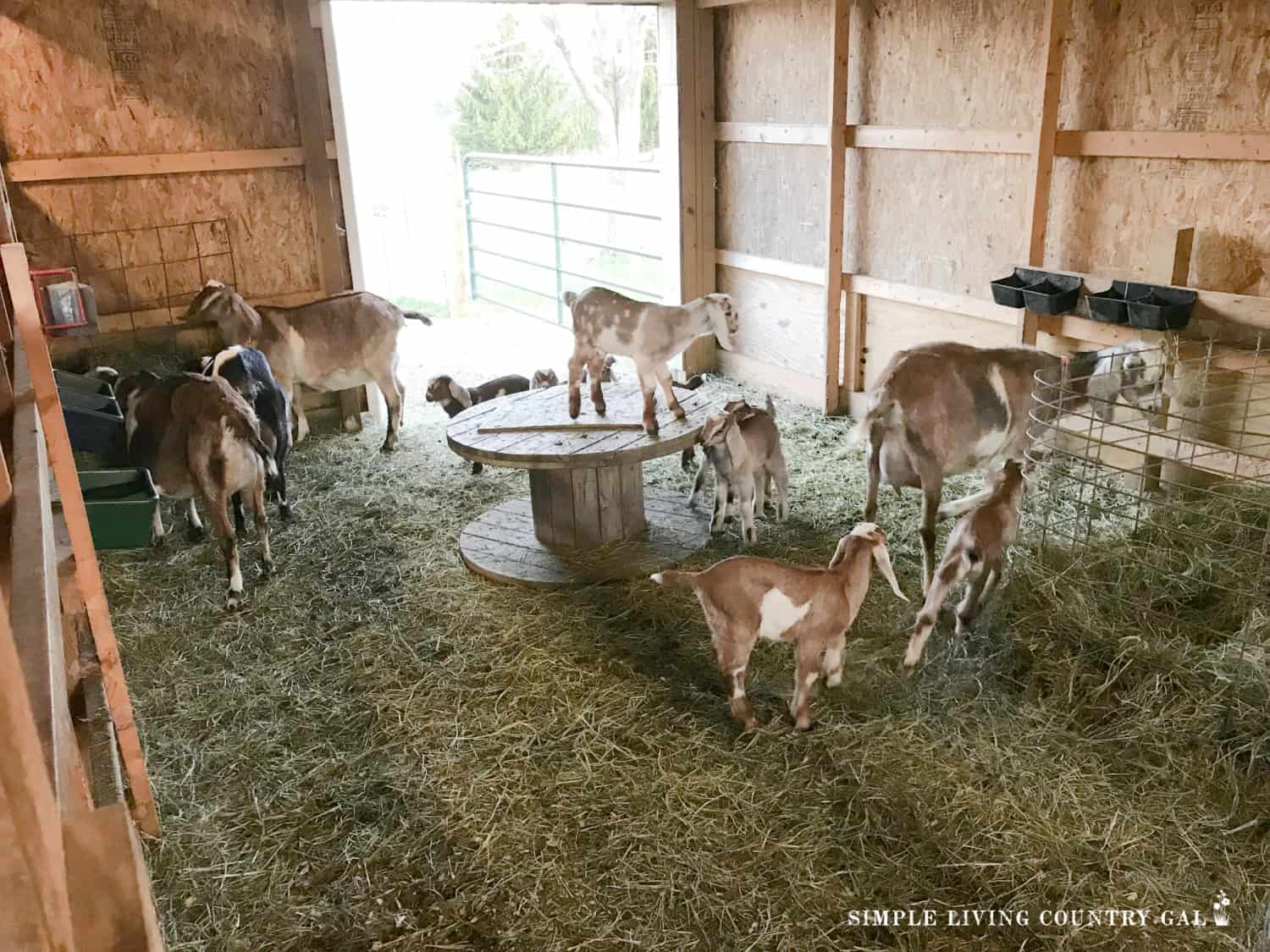 Goat Barn Set Up Simple Living Country Gal