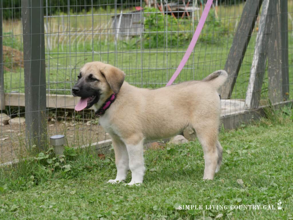 a dog next to a chicken run