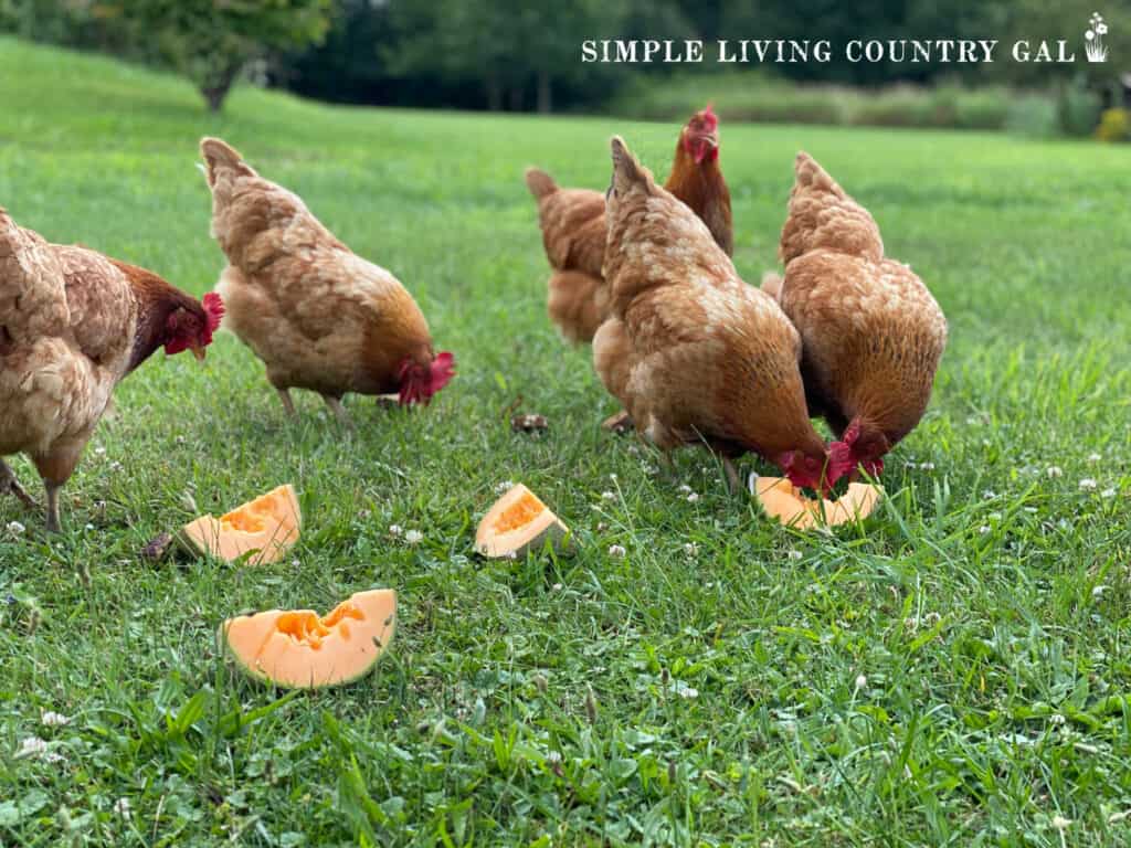 a flock of chickens eating cantaloupe on green grass