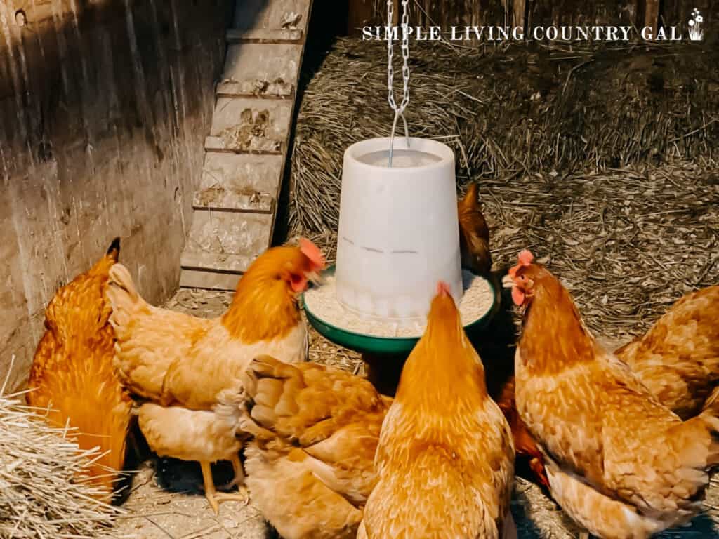 a flock of chickens eating grain from a hanging feeder in a coop