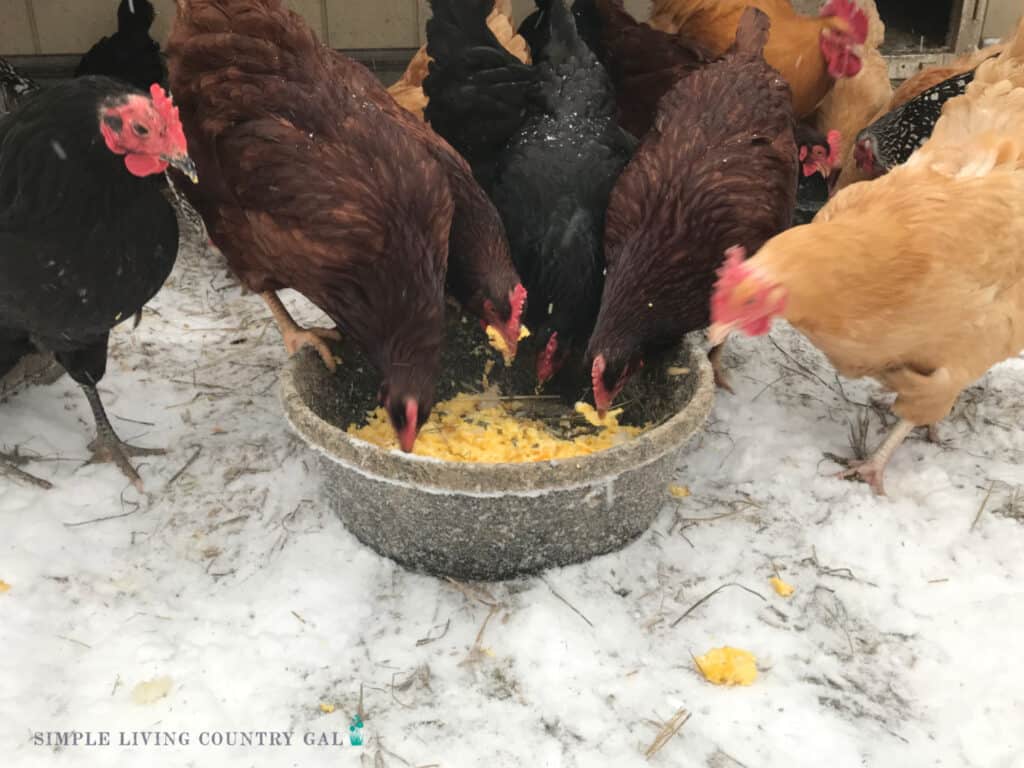 a flock of chickens eating scrambled eggs in the snow
