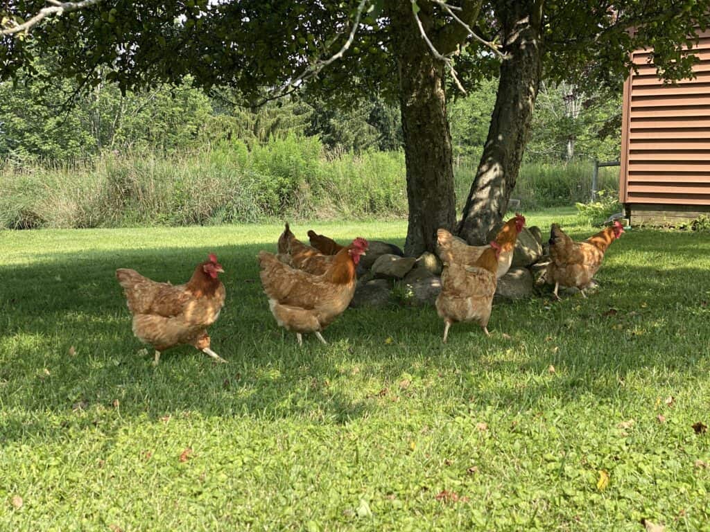 a flock of chickens free-ranging under a wild apple tree