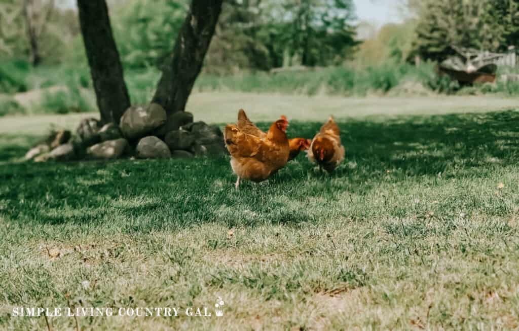 a flock of chickens free-ranging under an apple tree