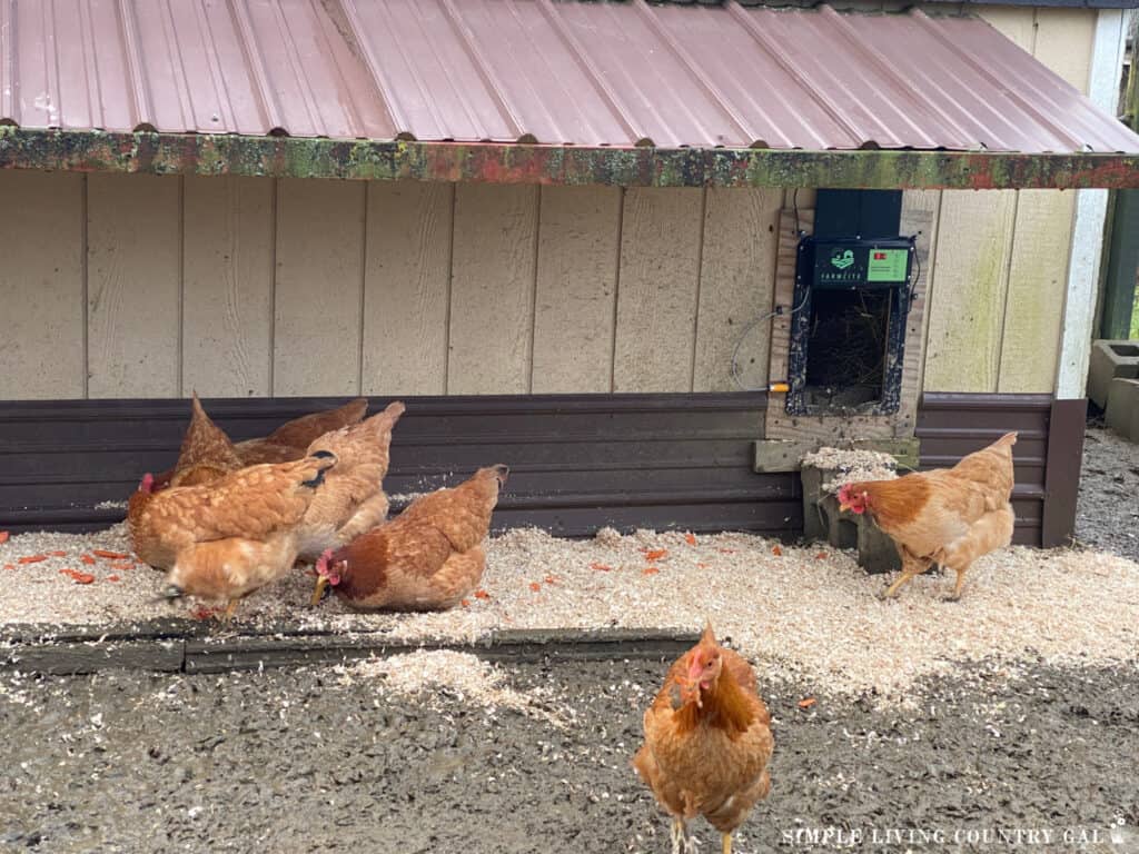 a flock of chickens in a run with sawdust on the ground