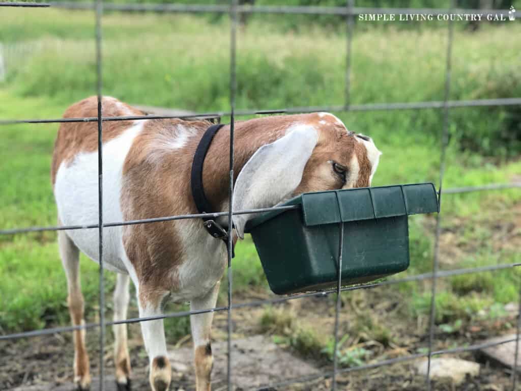 a goat eating grain out of a green bucket