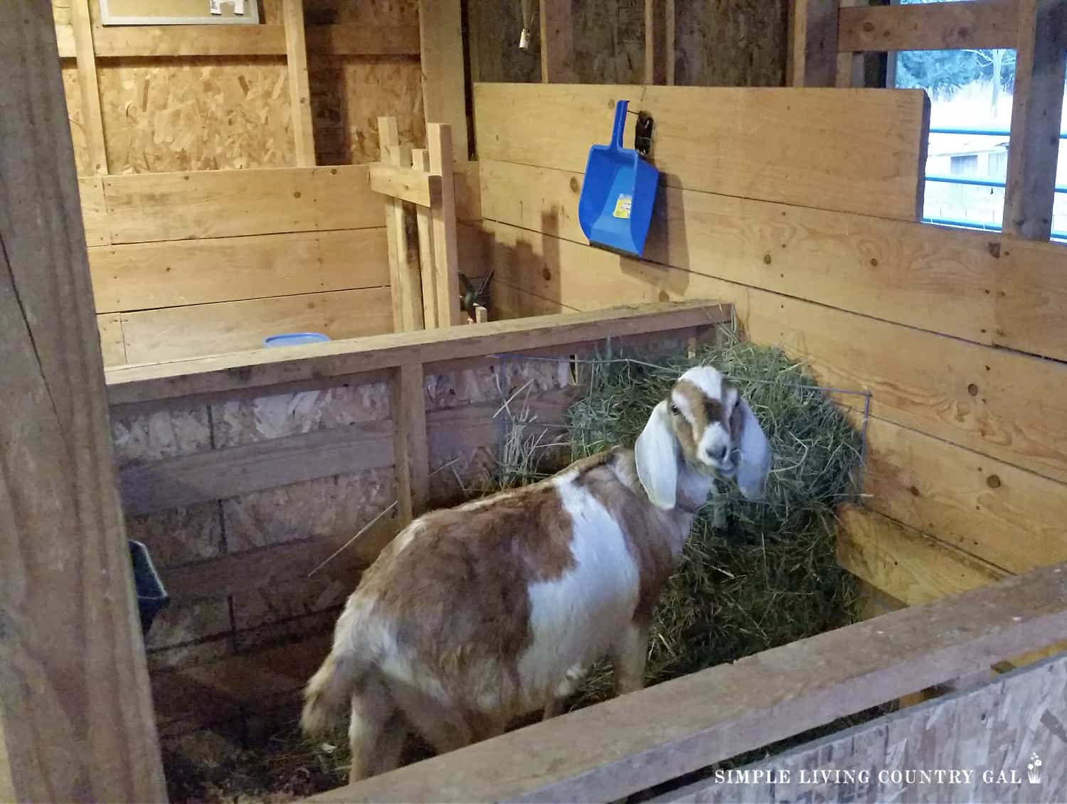 Goat Barn Set Up Simple Living Country Gal goat-barn-set-up-simple-living-country-gal