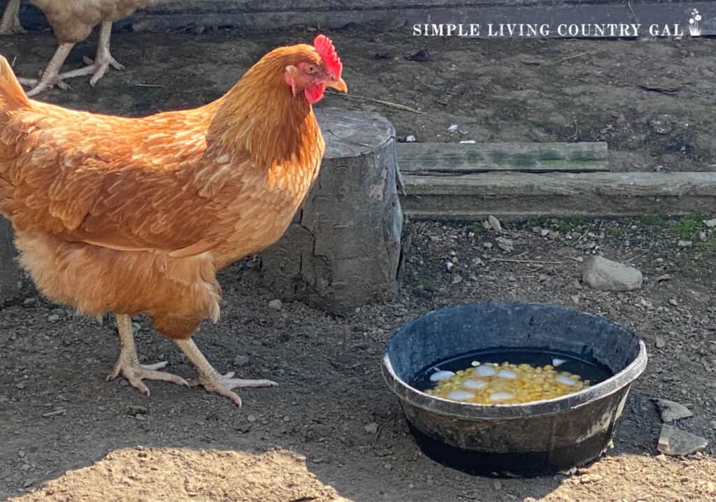 a gold chicken drinking water from a bowl filled with frozen corn