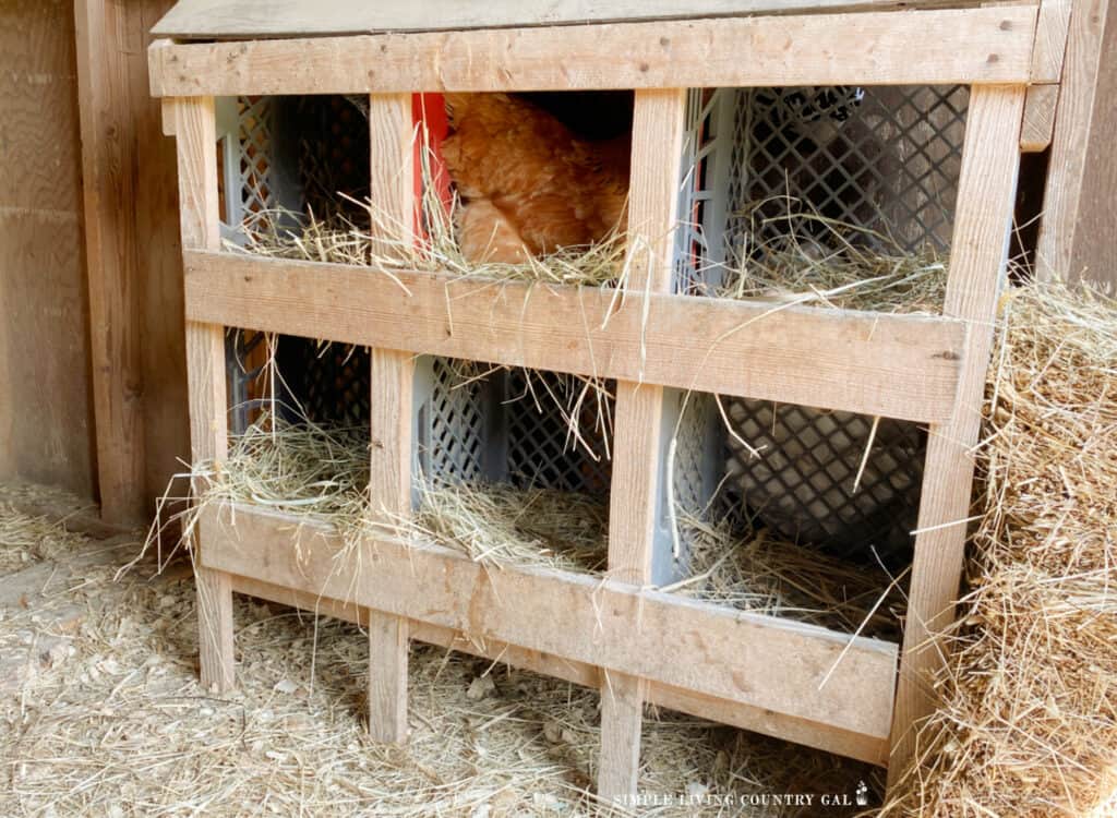 a golden chicken inside of a nesting box in a chicken coop