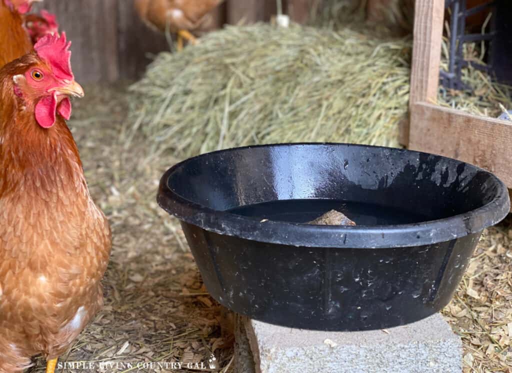 a golden chicken standing in front of a black bowl of water in a coop
