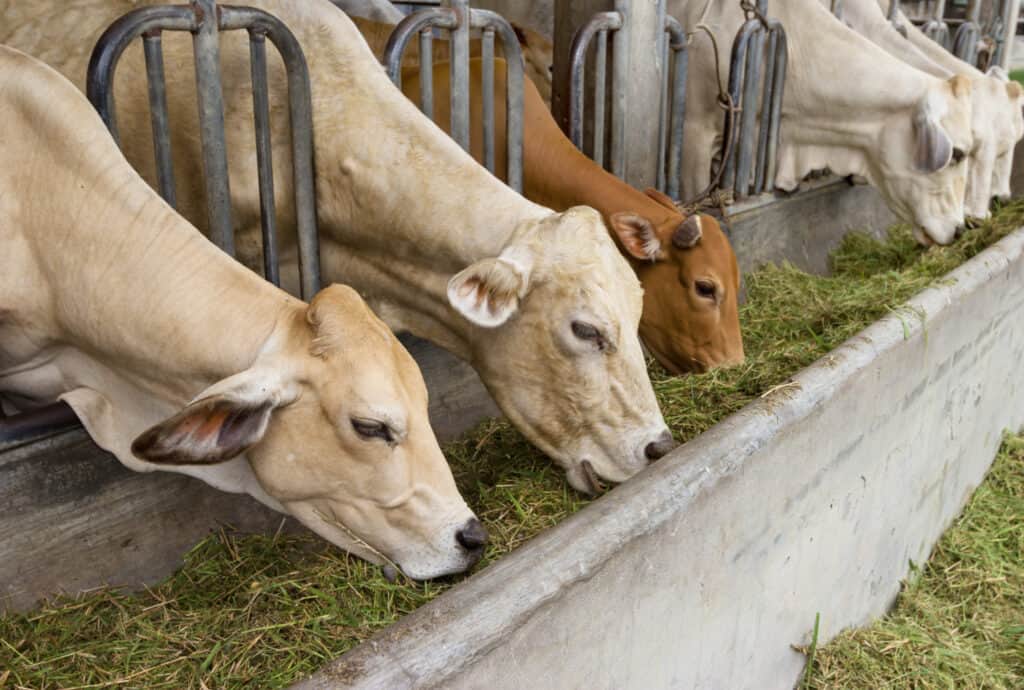 a group of cows eating green grass in a feeder of a barn