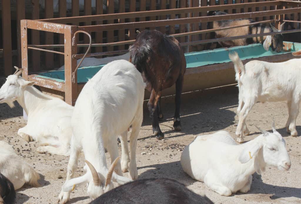 a group of goats eating grain out of a fence line feeder