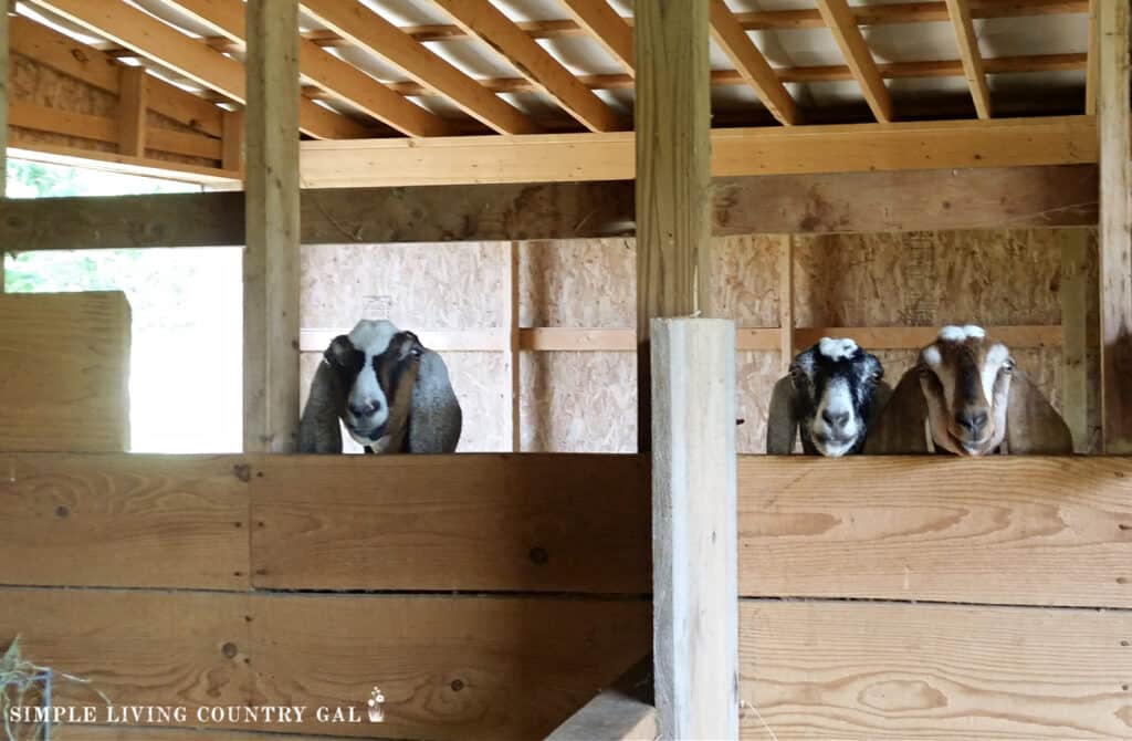 a group of goats looking over a wall in a barn