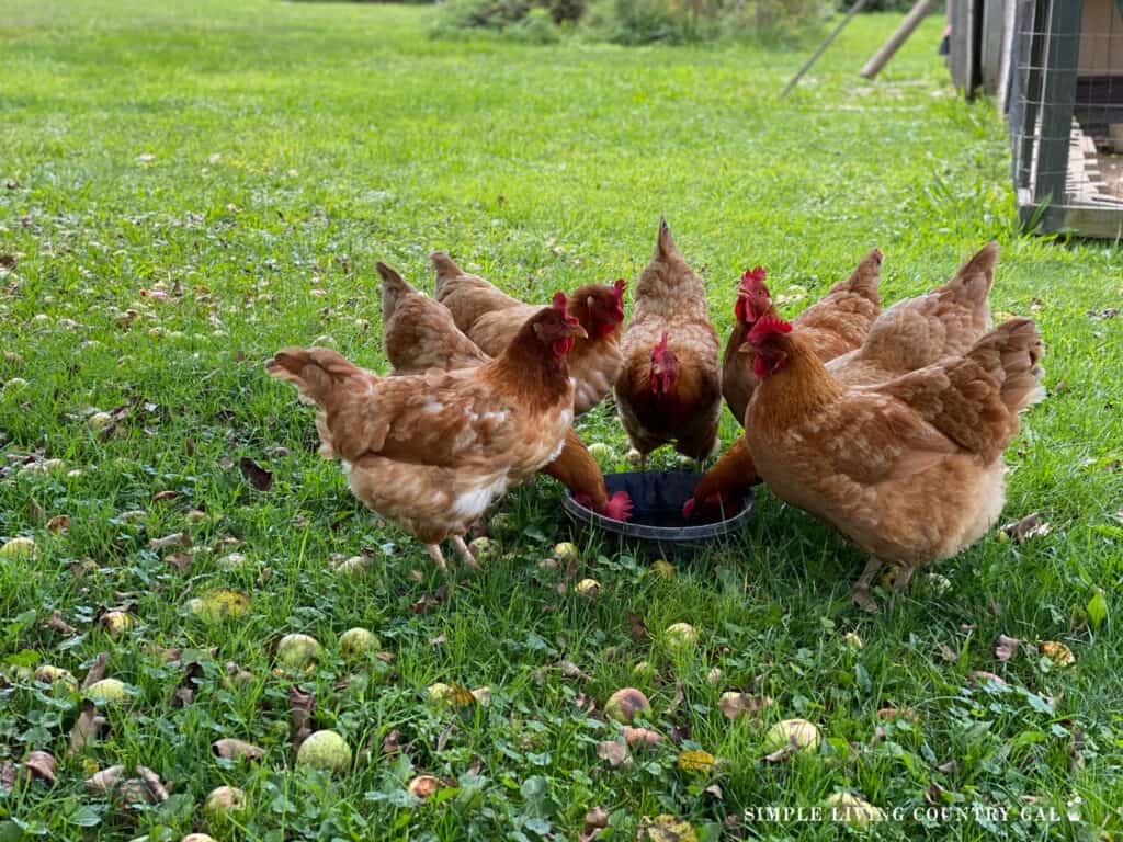 a group of golden chickens drinking from a water bowl in the grass