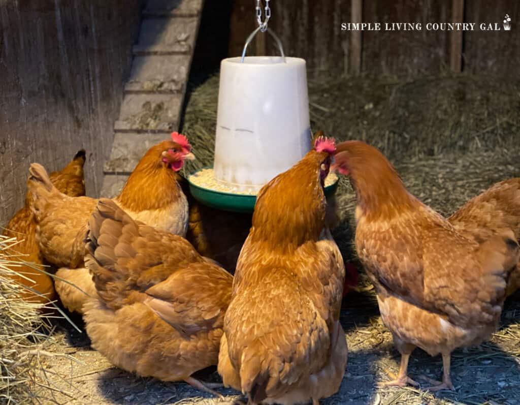 a group of golden chickens eating from a hanging feeder