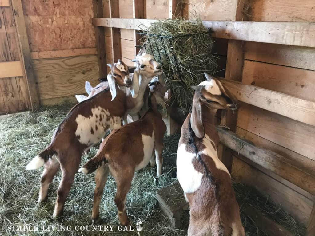 a group of young goat kids eating hay in a barn.heic