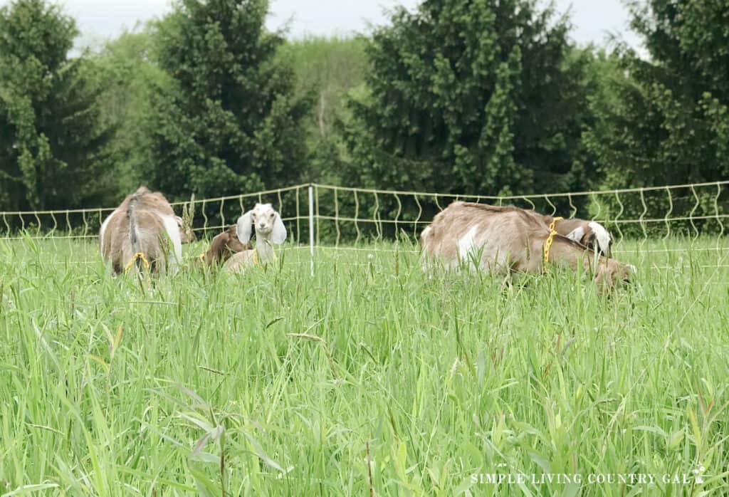 a herd of goats grazing in a pasture copy 3