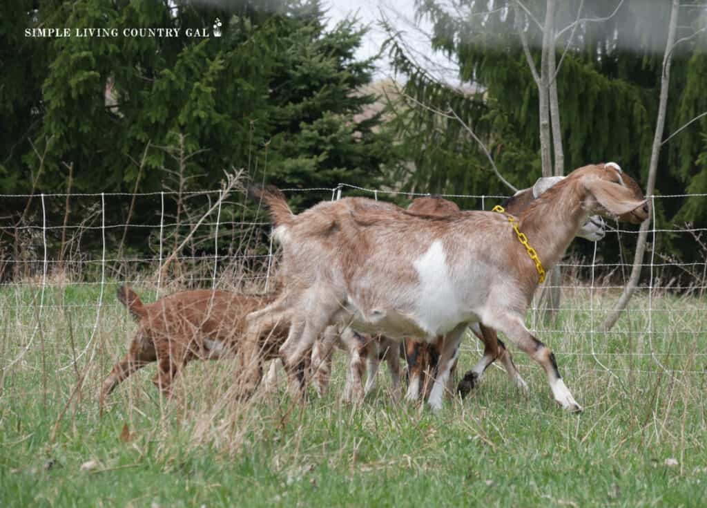 a herd of goats walking in a field in front of a electric fence netting