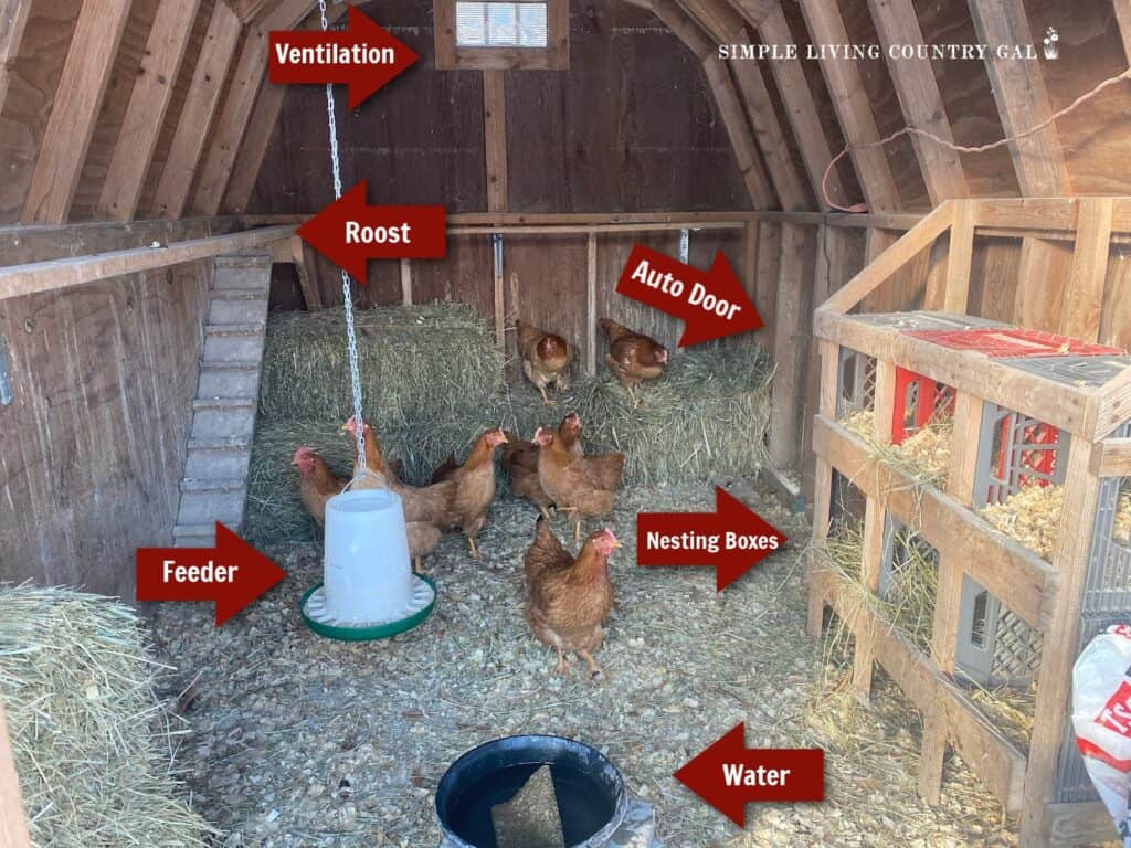 Inside a Chicken Coop: 8 Essential Features