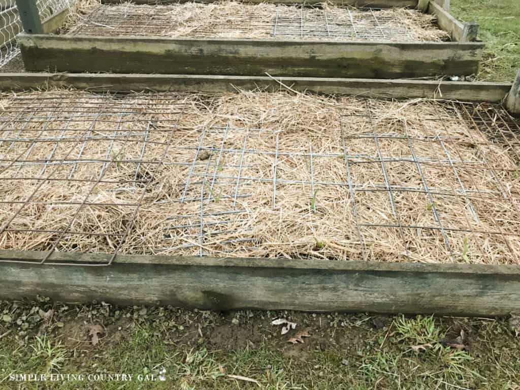 a raised bed with straw on top and steel fencing on top 