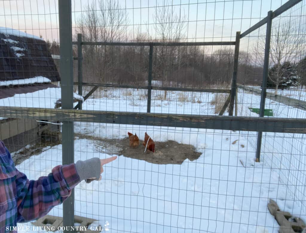 a small group of chickens in a shoveled are of a winter outside run