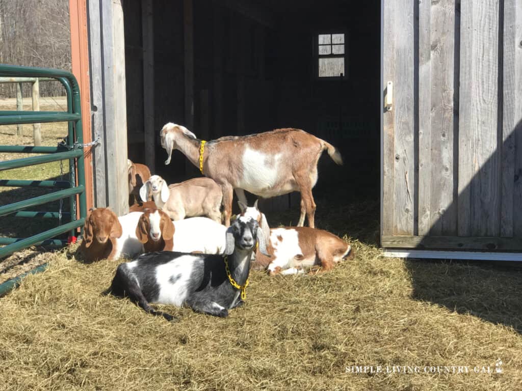 a small group of goats sunning outside of a barn