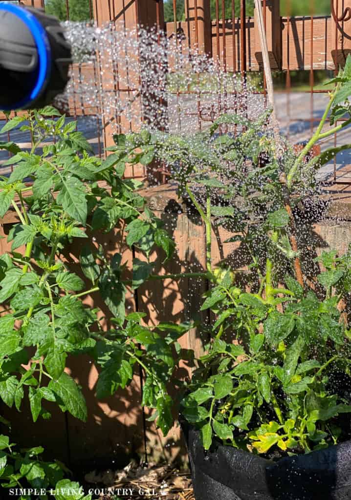 a stream of water showering down onto a tomato plant in a grow bag