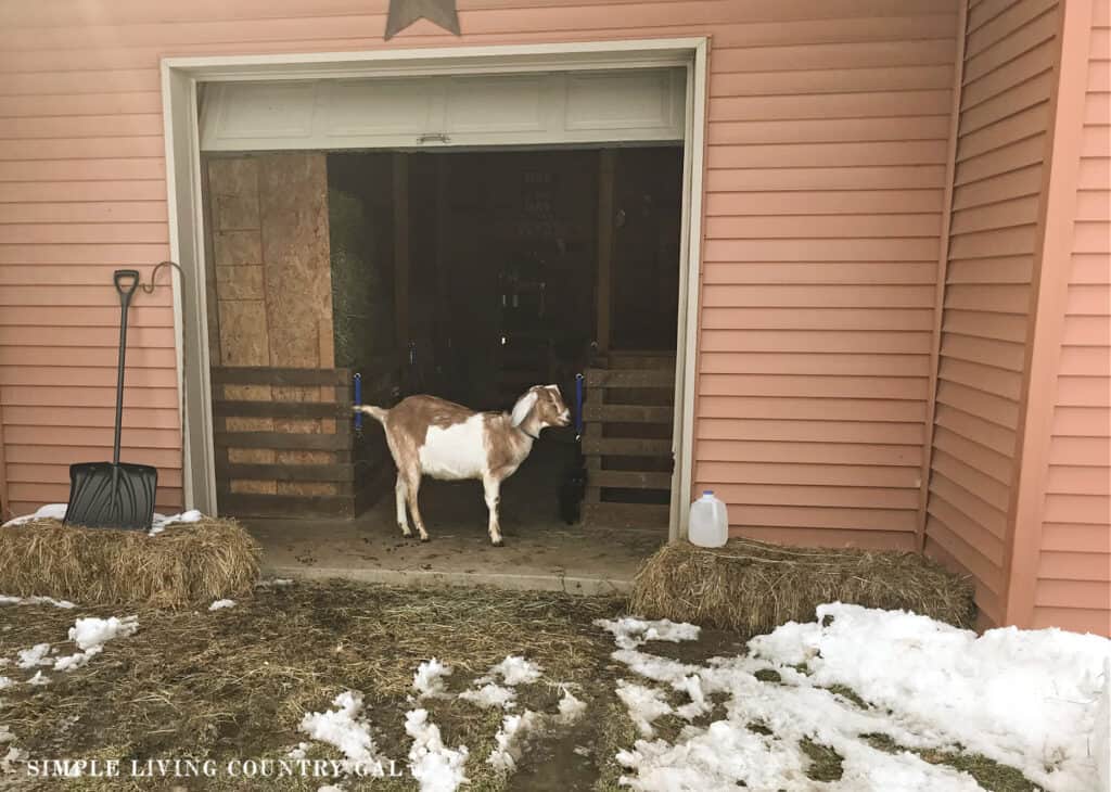 a tan goat standing in the door way of the barn