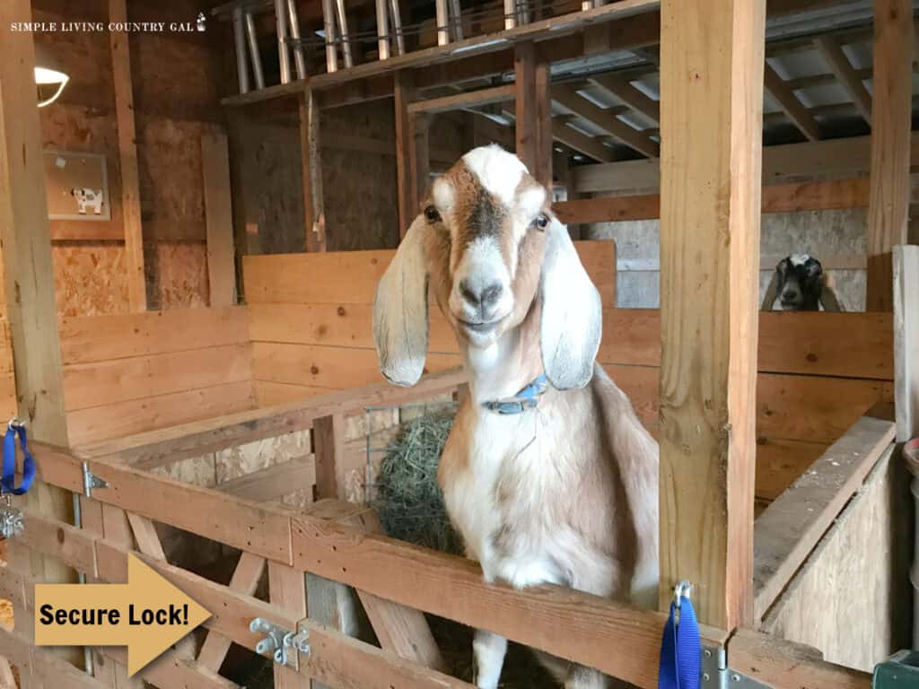 a tan goat standing inside of a goat pen in a barn with a secure lock